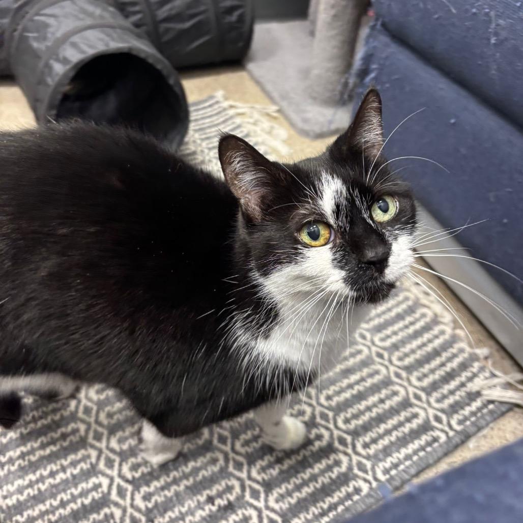 Dali, a Adoptable Domestic Short Hair in Puslinch, ON image 3/6