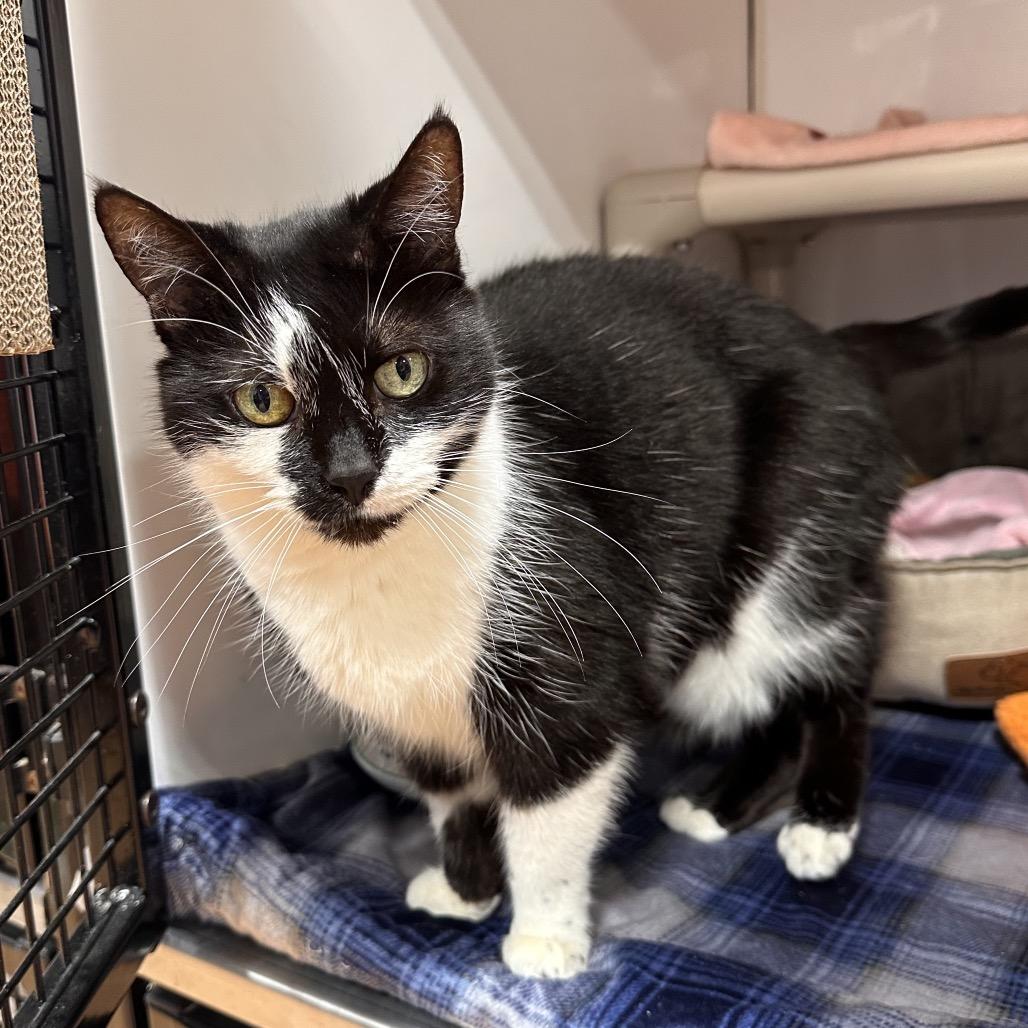 Dali, a Adoptable Domestic Short Hair in Puslinch, ON image 4/6