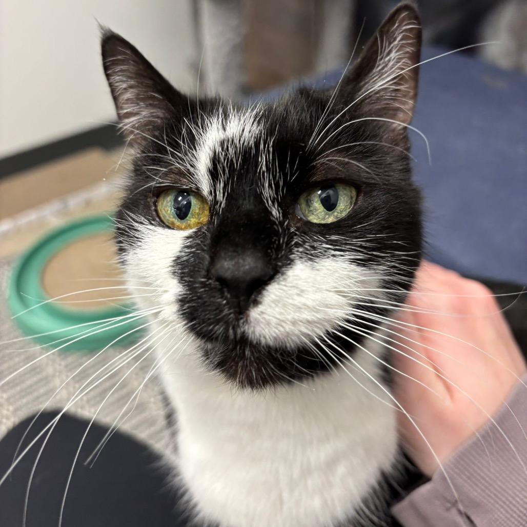 Dali, a Adoptable Domestic Short Hair in Puslinch, ON image 5/6