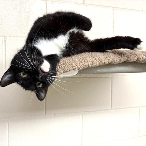 Enlarge Sundae, a ADOPTABLE mixed breed in Long Beach, WA image 3/3