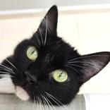 Enlarge Sundae, a ADOPTABLE mixed breed in Long Beach, WA image 2/3