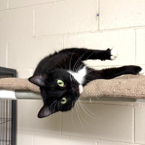 Enlarge Sundae, a ADOPTABLE mixed breed in Long Beach, WA image 1/3