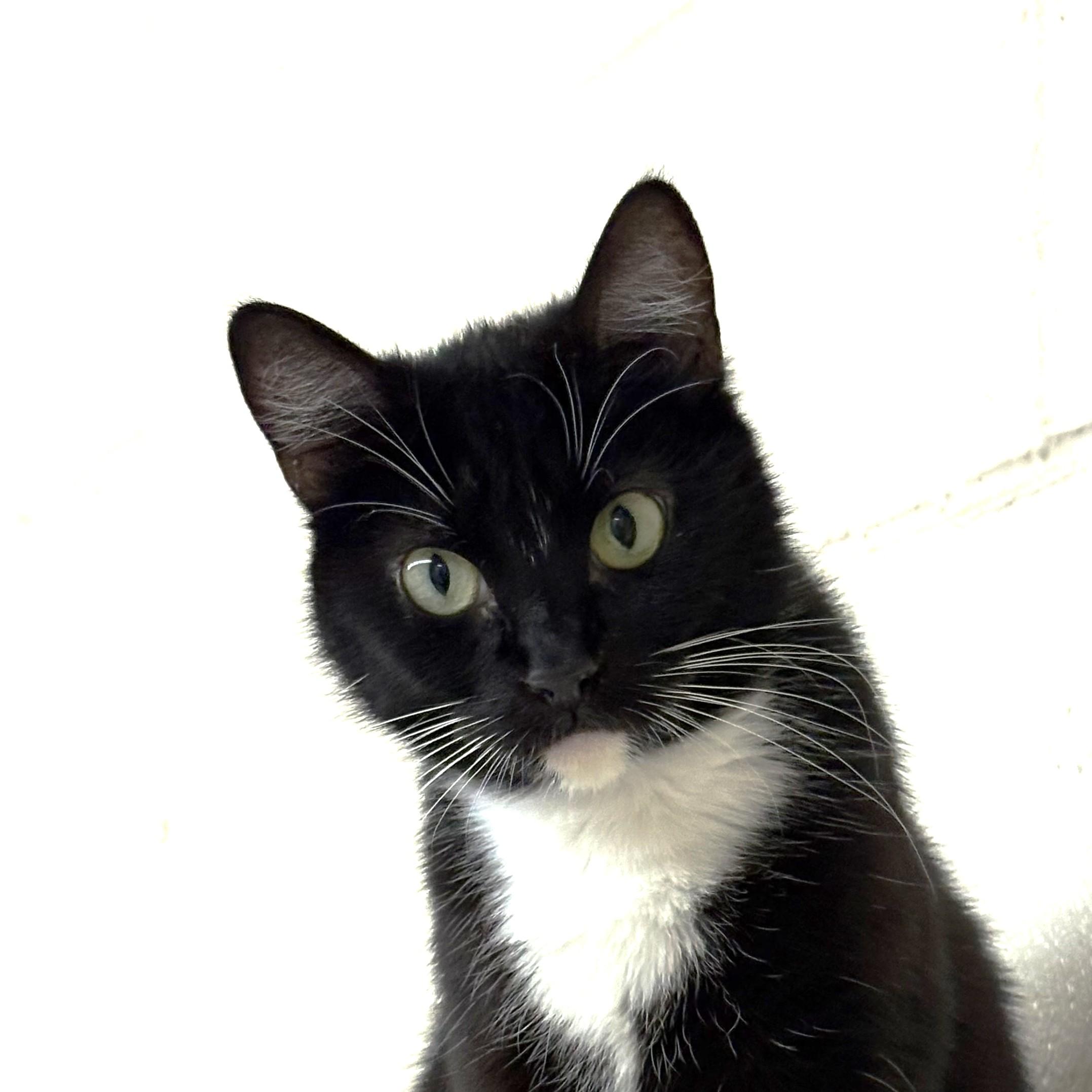 Enlarge Sundae, a ADOPTABLE mixed breed in Long Beach, WA image 5/5