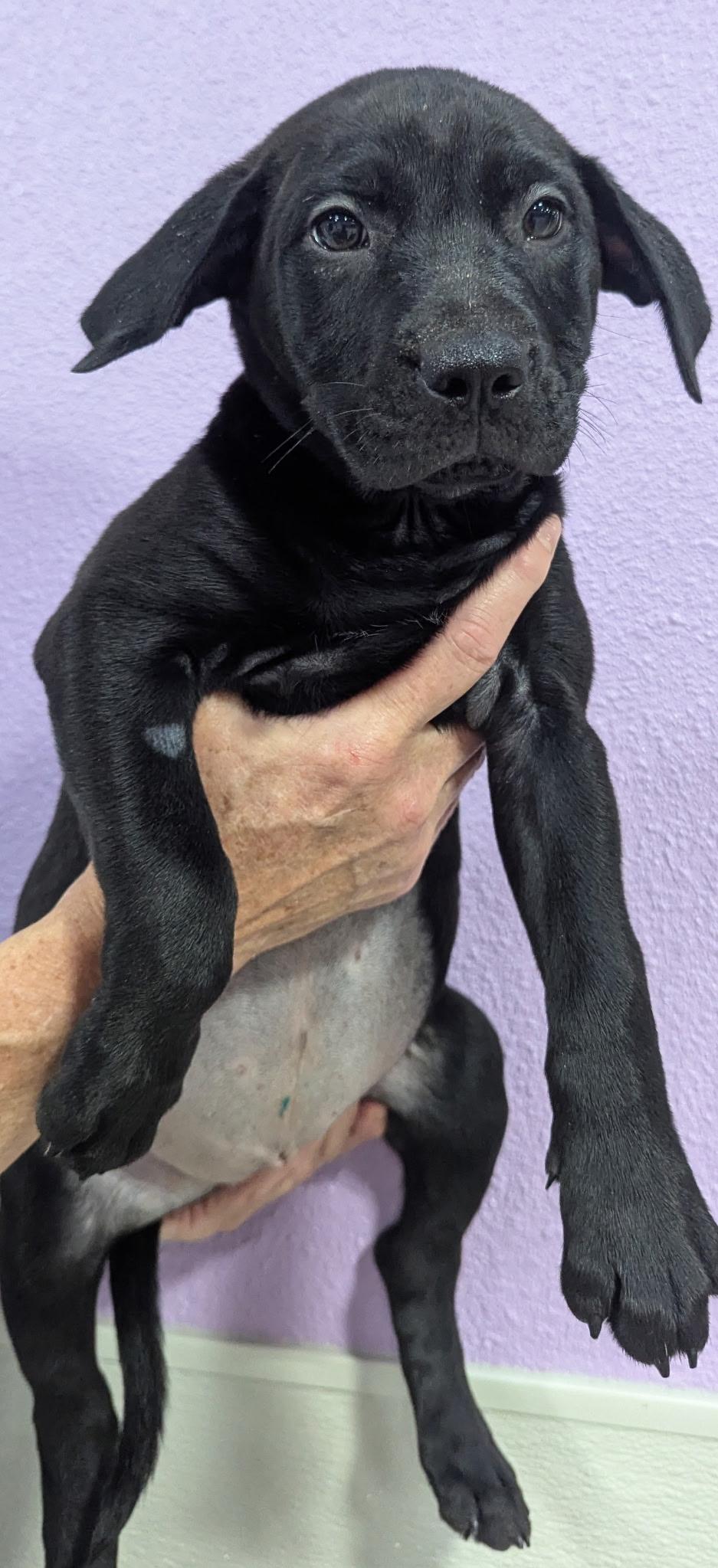 Stover, adopted, Puppy Female American Staffordshire Terrier.