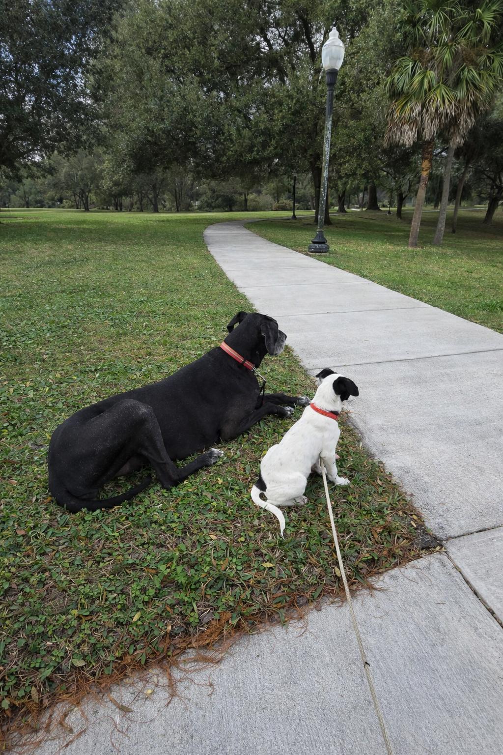 Enlarge Rocky, a ADOPTABLE mixed breed in Orlando, FL image 2/6
