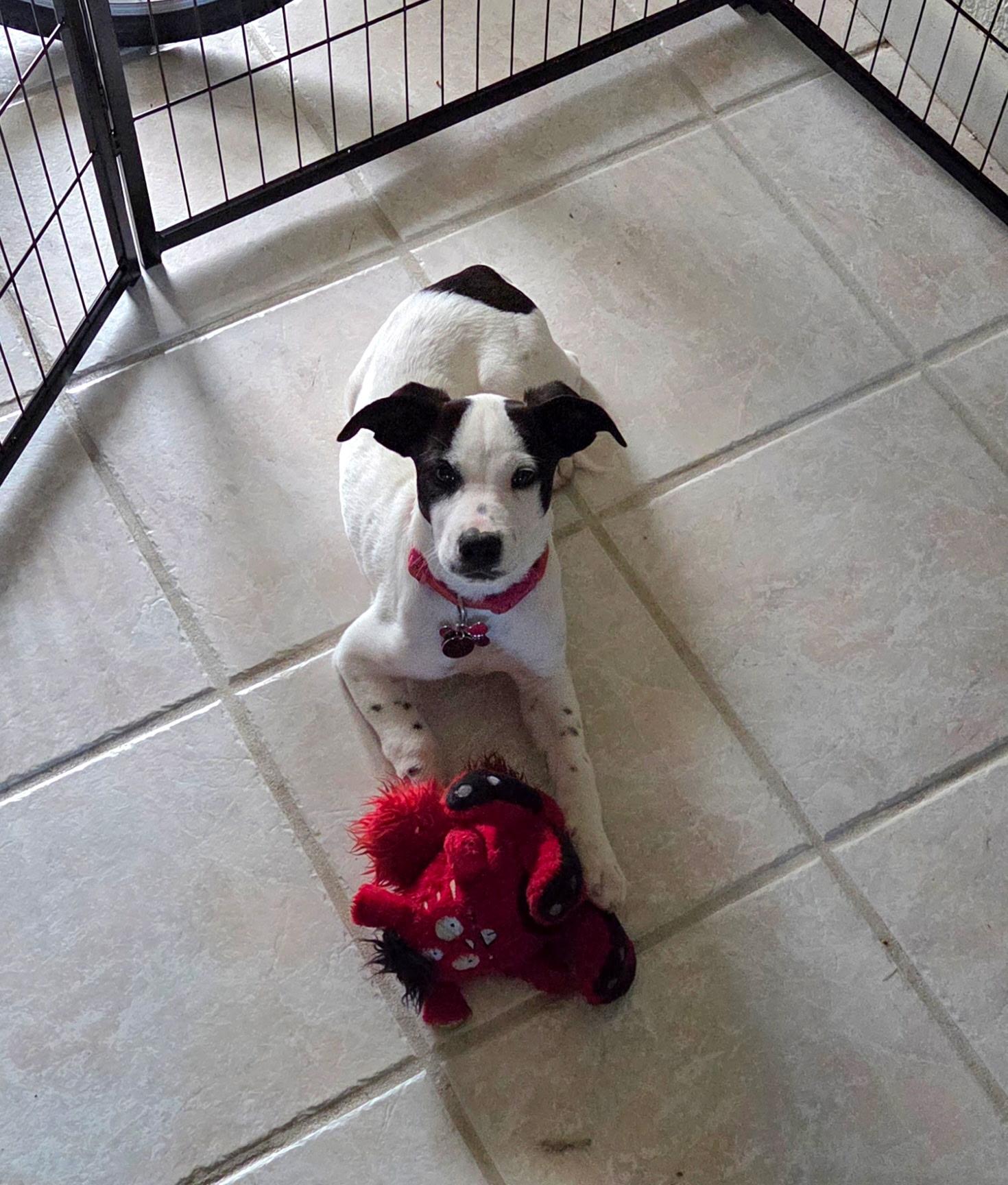 Enlarge Rocky, a ADOPTABLE mixed breed in Orlando, FL image 5/6