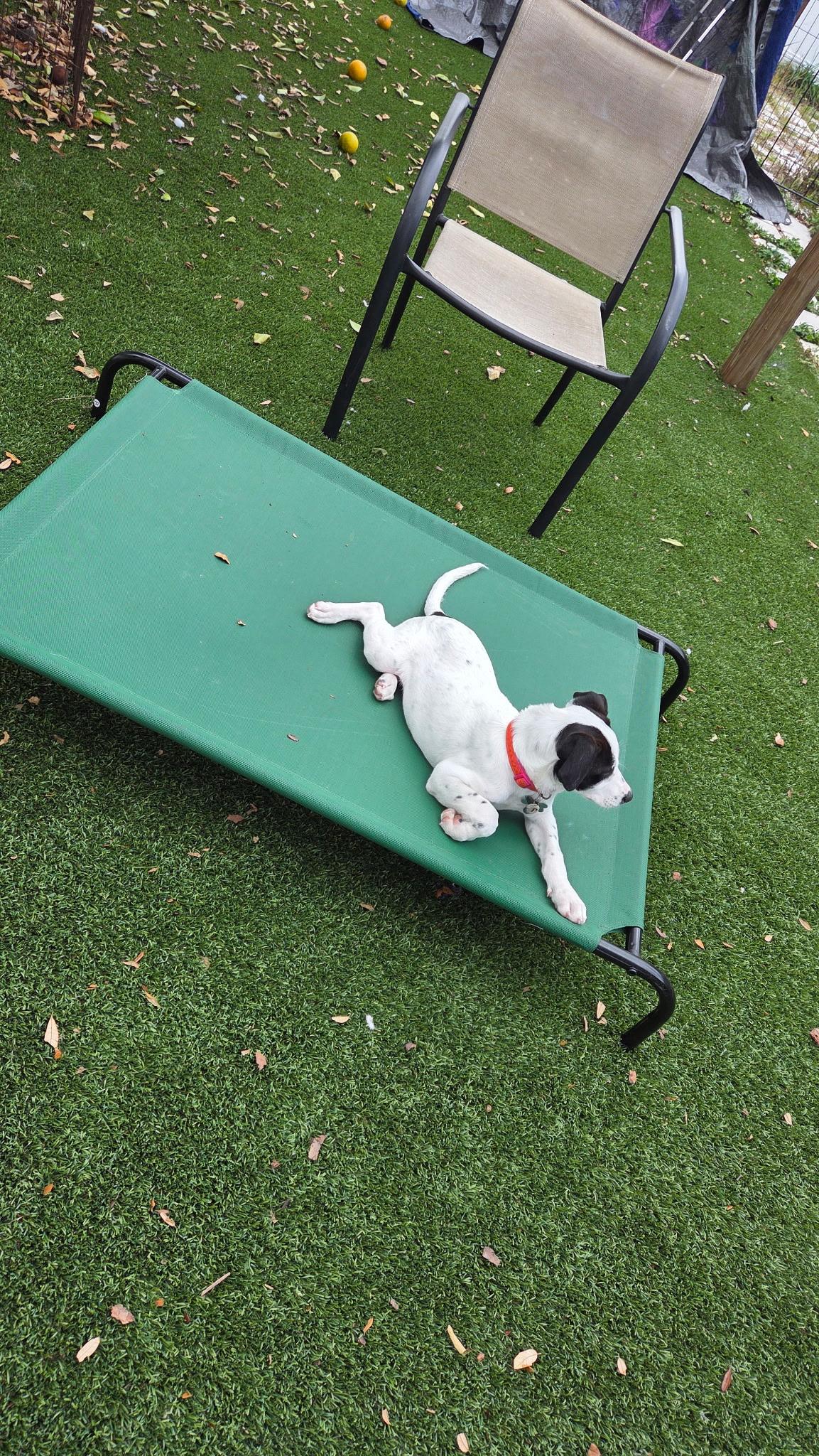 Enlarge Rocky, a ADOPTABLE mixed breed in Orlando, FL image 4/6