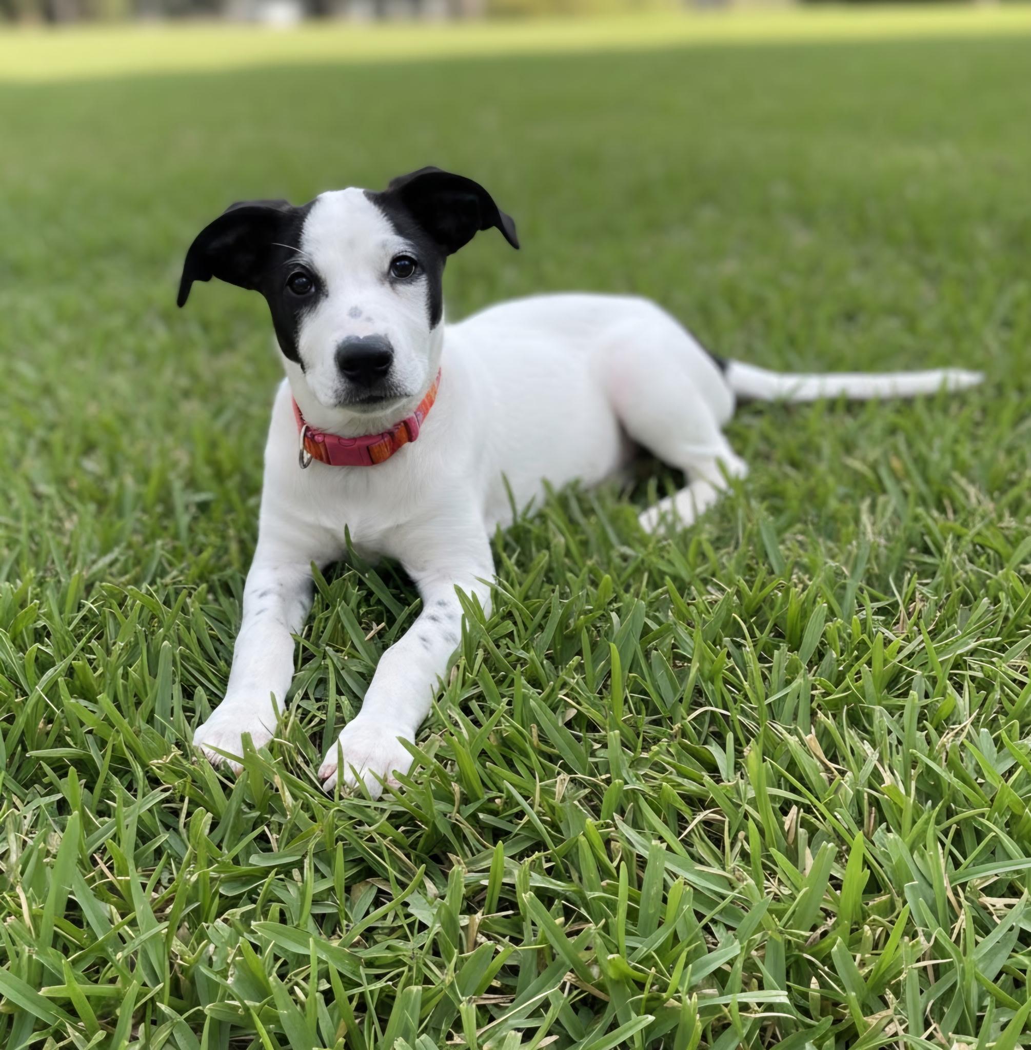 Enlarge Rocky, a ADOPTABLE mixed breed in Orlando, FL image 1/6