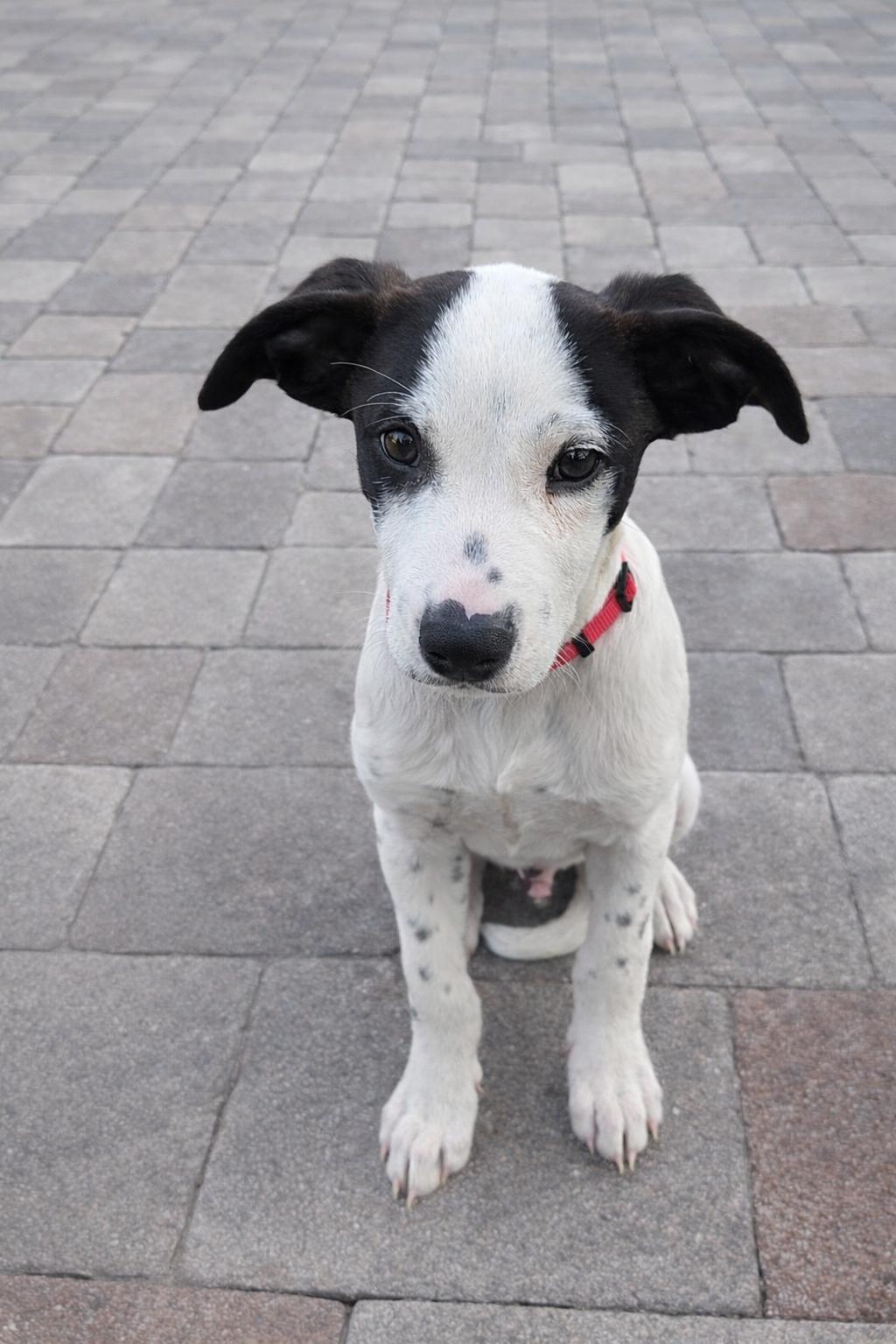 Enlarge Rocky, a ADOPTABLE mixed breed in Orlando, FL image 3/6