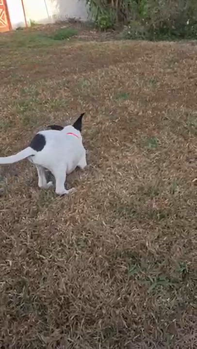 Enlarge Rocky, a ADOPTABLE mixed breed in Orlando, FL video 6/6