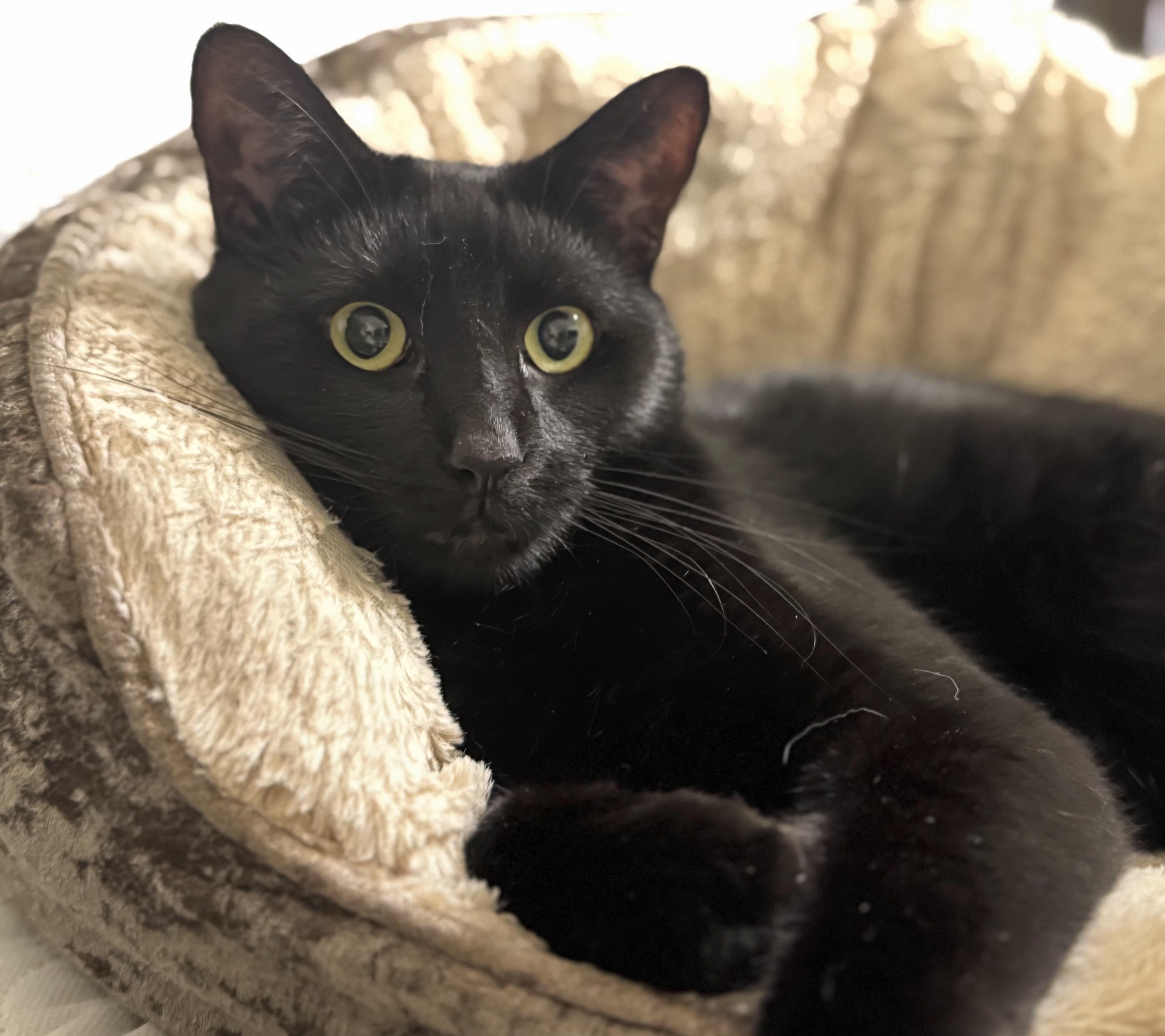 Alex, Adoptable, Young Female Domestic Short Hair & Bombay.