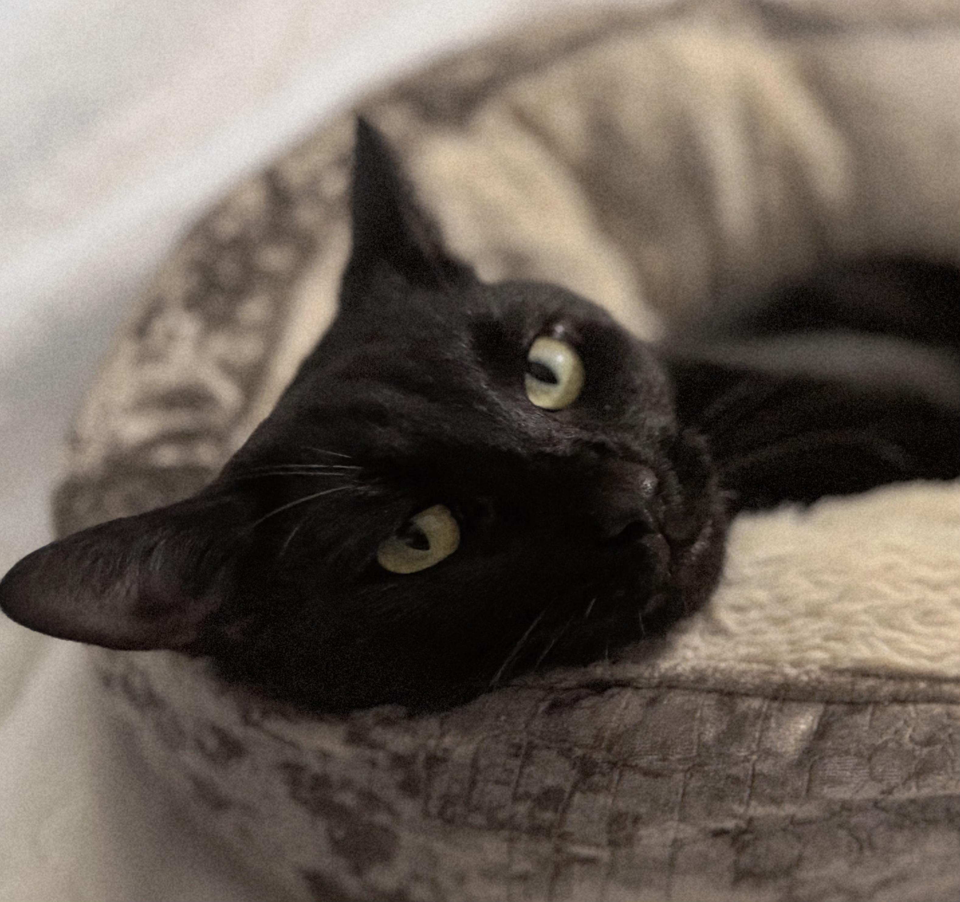 Alex, a Adoptable mixed breed in Glastonbury, CT image 4/6