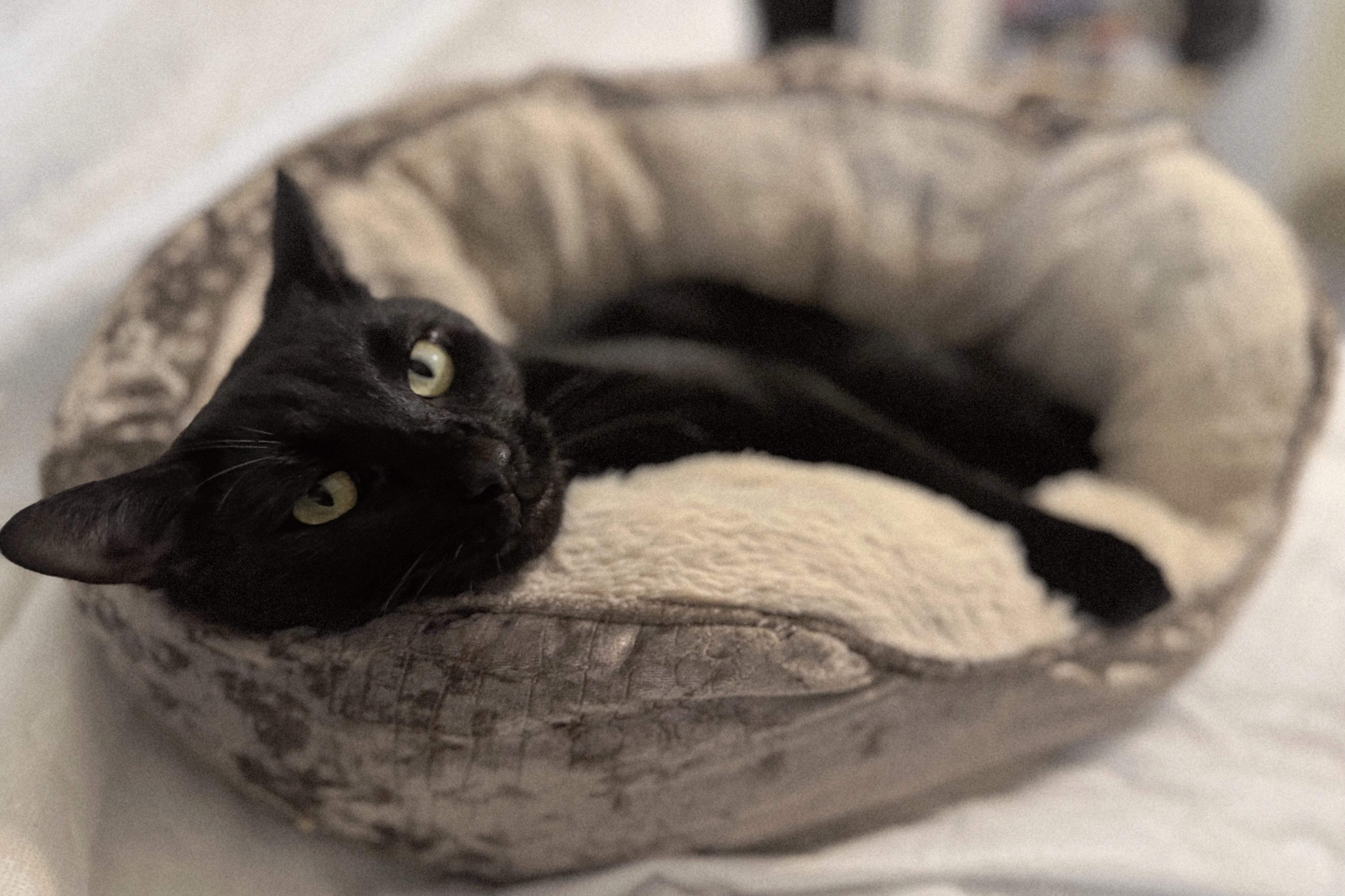 Alex, a Adoptable mixed breed in Glastonbury, CT image 5/6