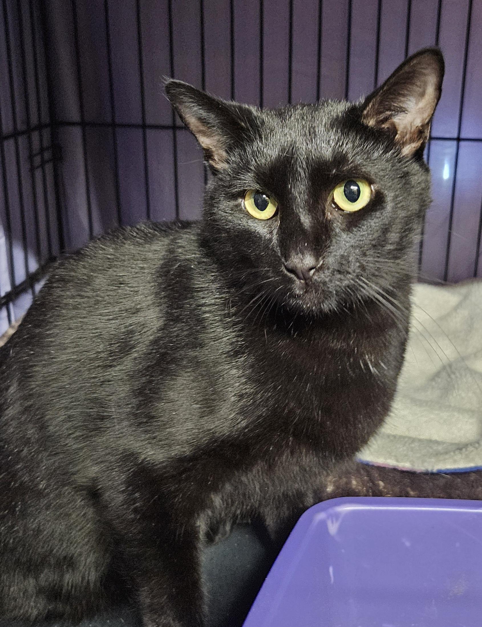 Alex, a Adoptable mixed breed in Glastonbury, CT image 6/6