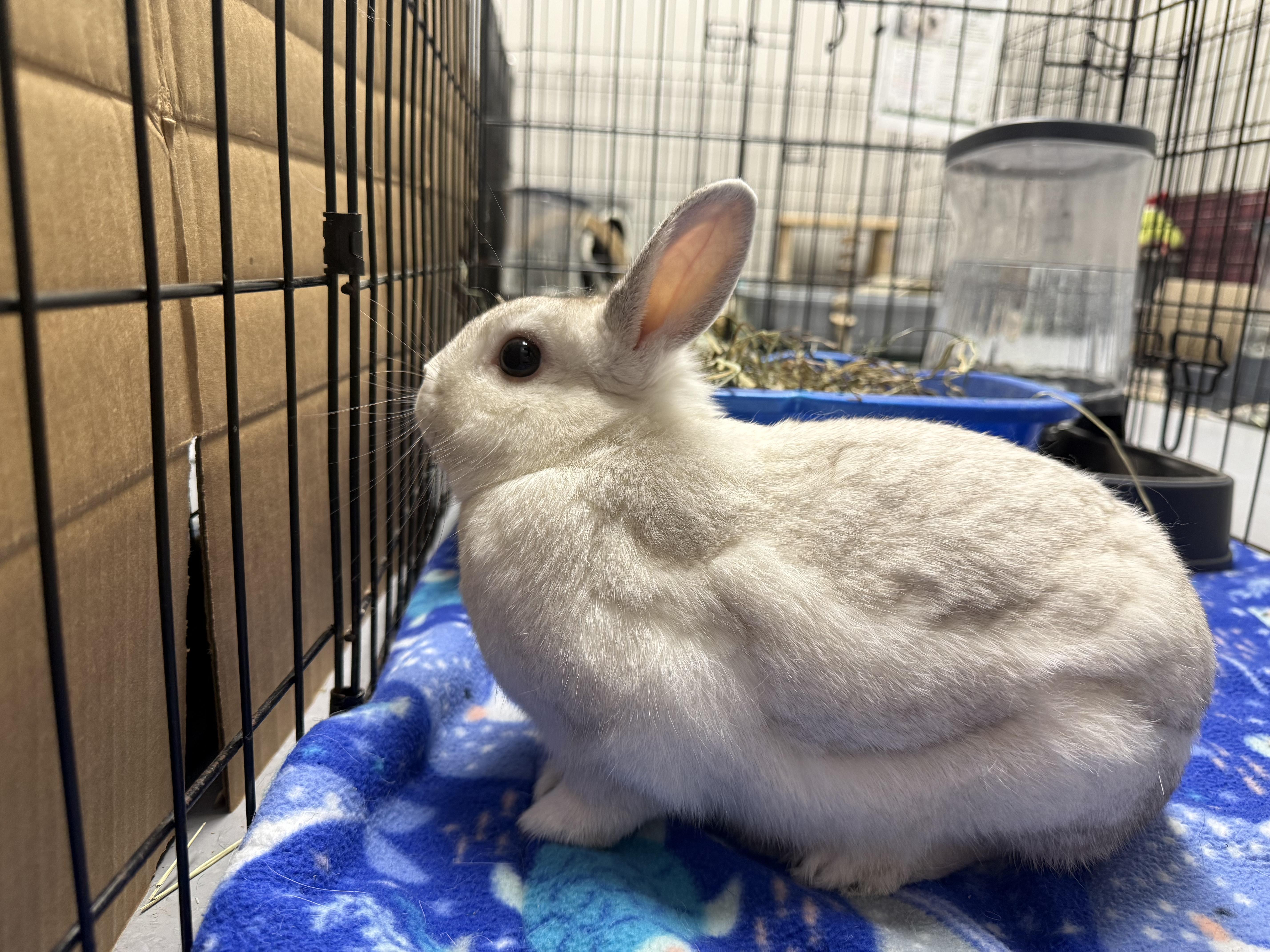 Oat, Adoptable, Adult Male Hotot.