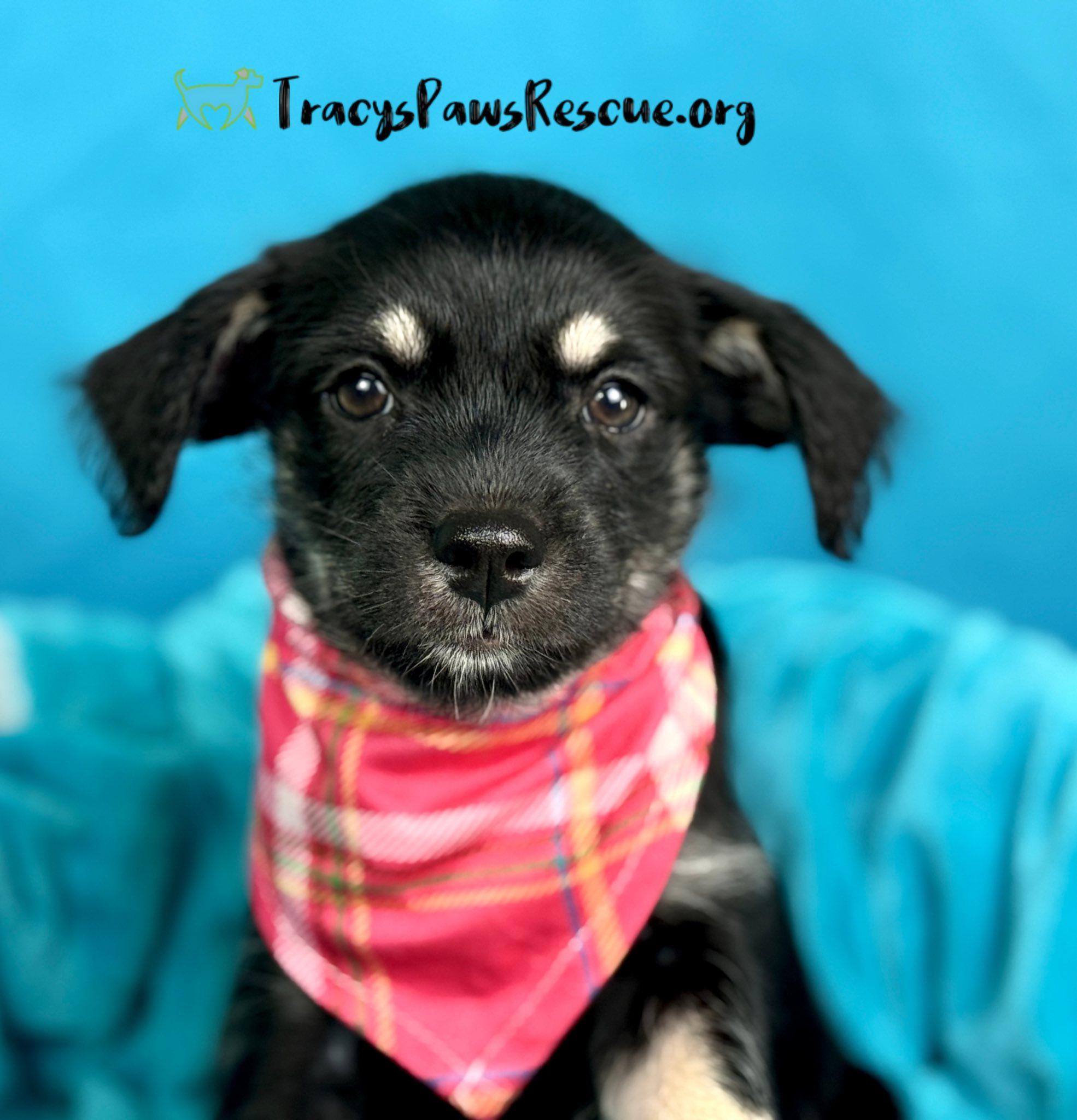 Lettie - baby schnauzer mix girl