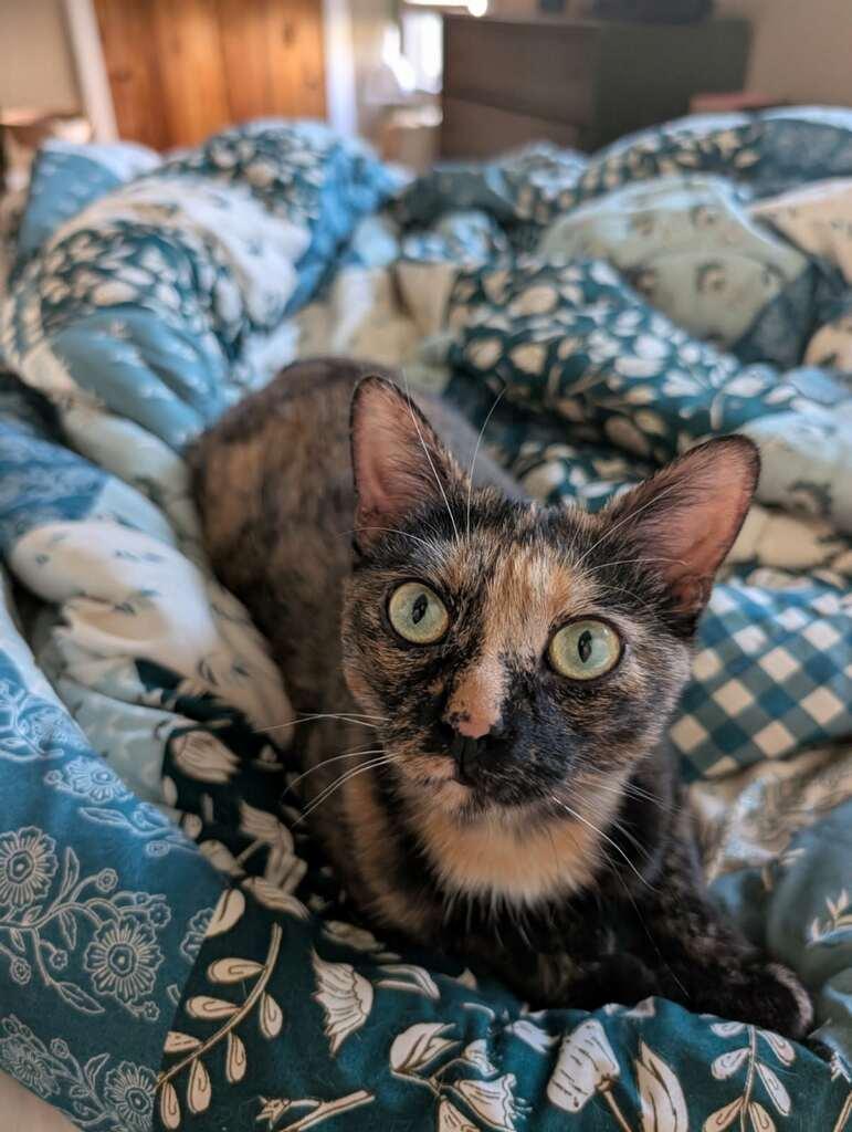 Enlarge Ember, a ADOPTABLE Tortoiseshell in Honeoye, NY image 1/1