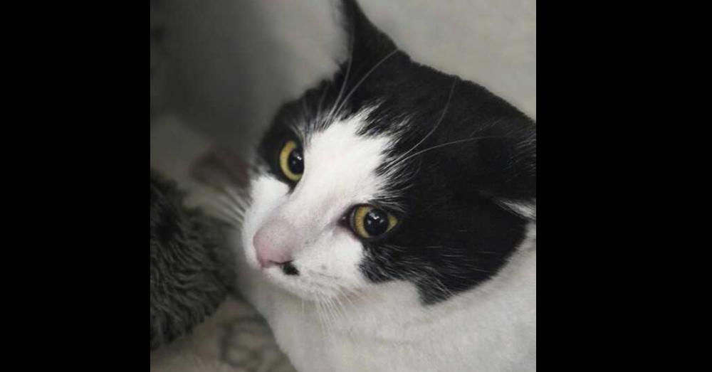 Mr Bombastic, Adoptable, Adult Male Domestic Short Hair.