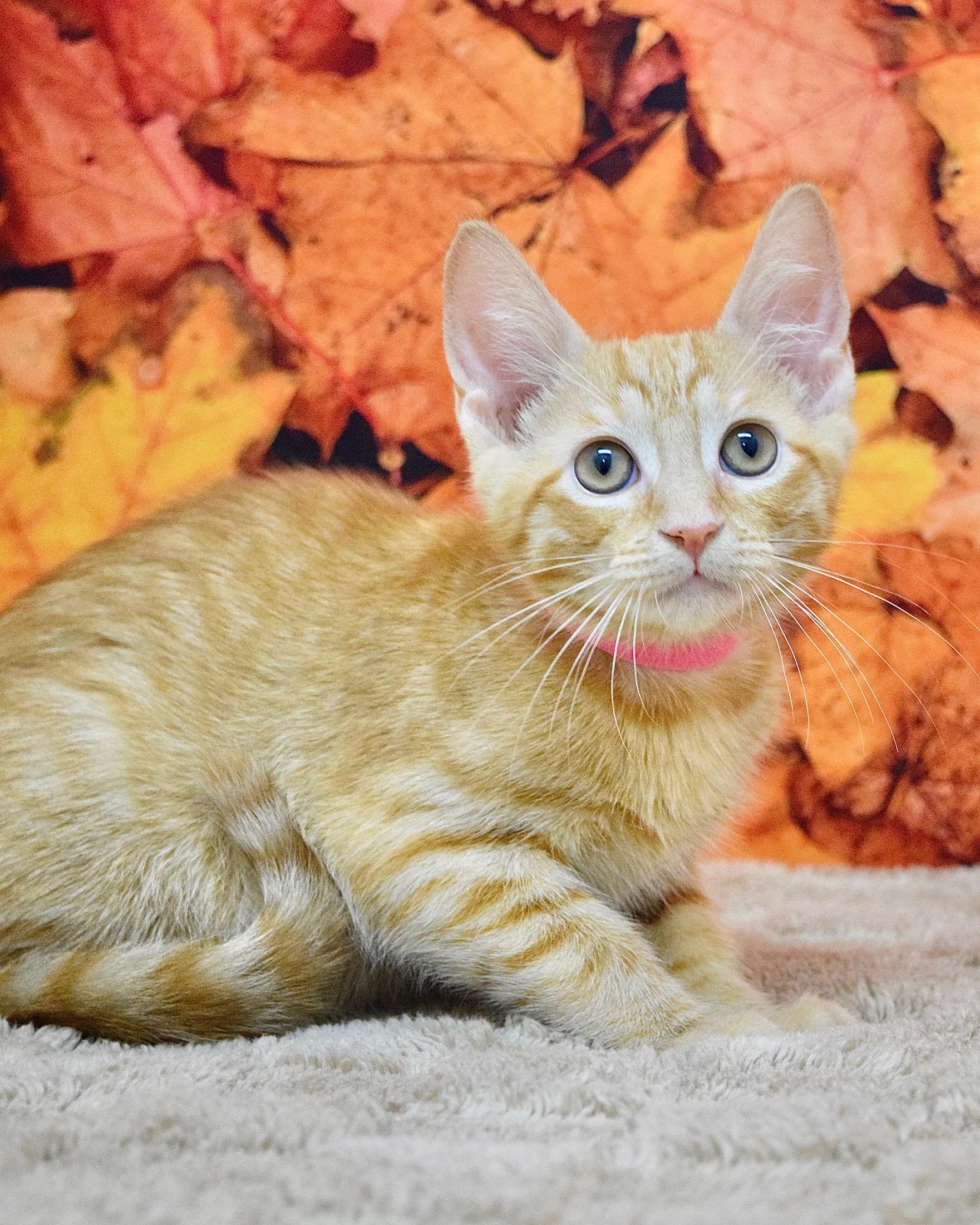 Enlarge Shelly, a Adoptable Domestic Short Hair in Dublin, CA image 1/1