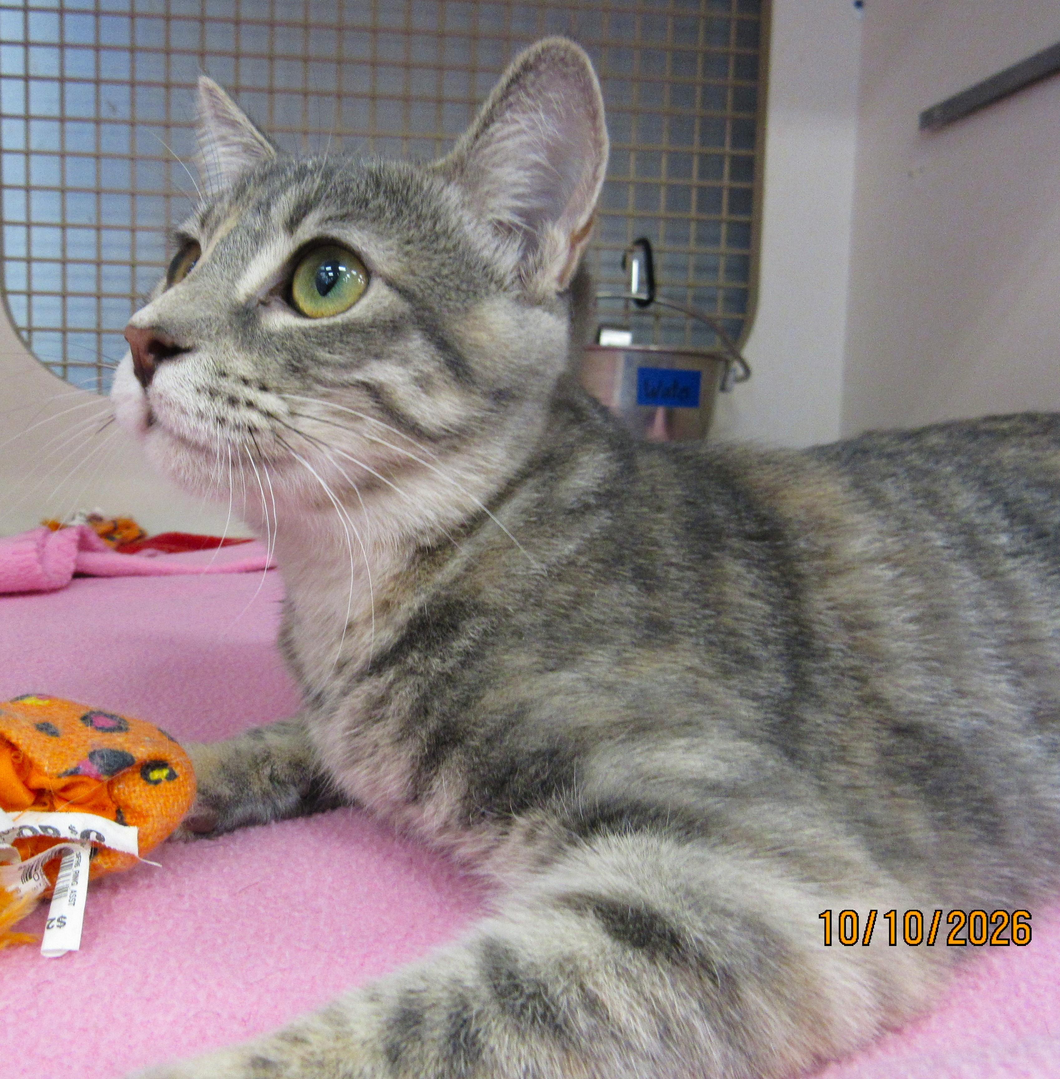 Nuka, Adoptable, Kitten Female Tabby & Domestic Short Hair.