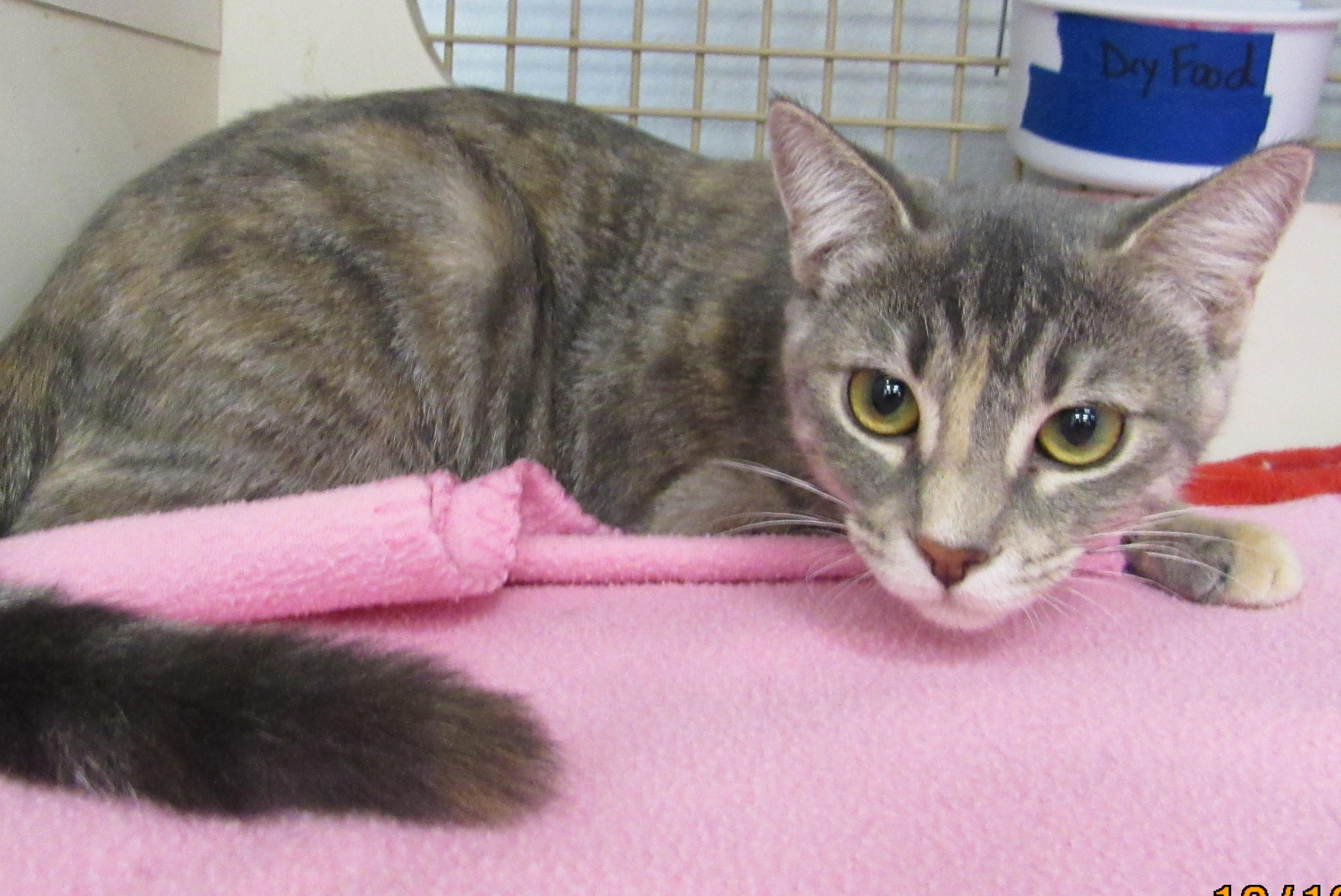 Enlarge Nuka, a Adoptable mixed breed in Conroe, TX image 3/4