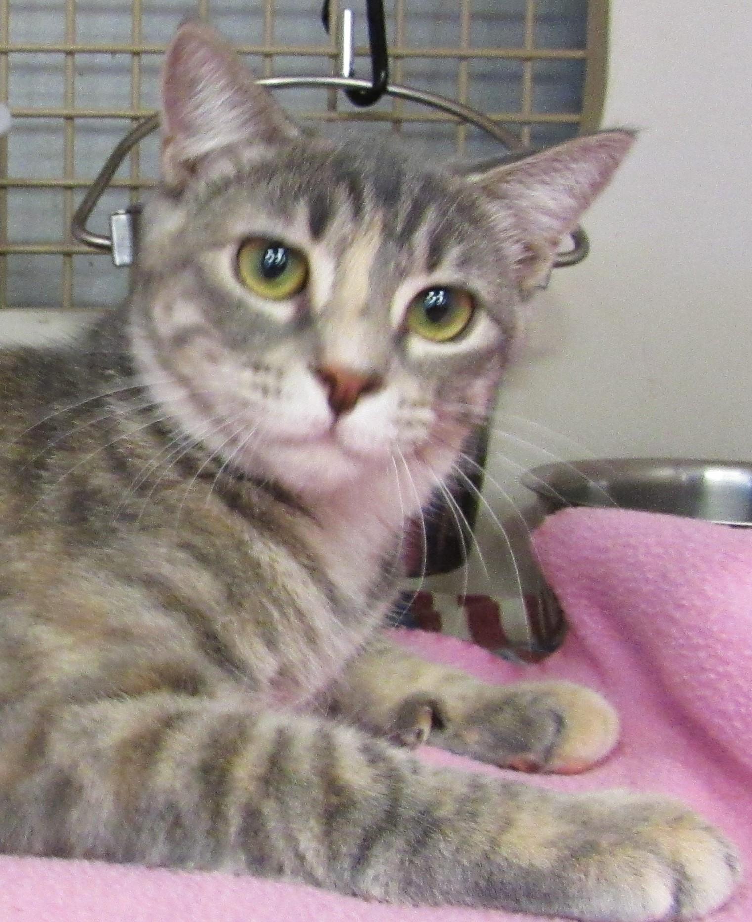 Enlarge Nuka, a Adoptable mixed breed in Conroe, TX image 2/4