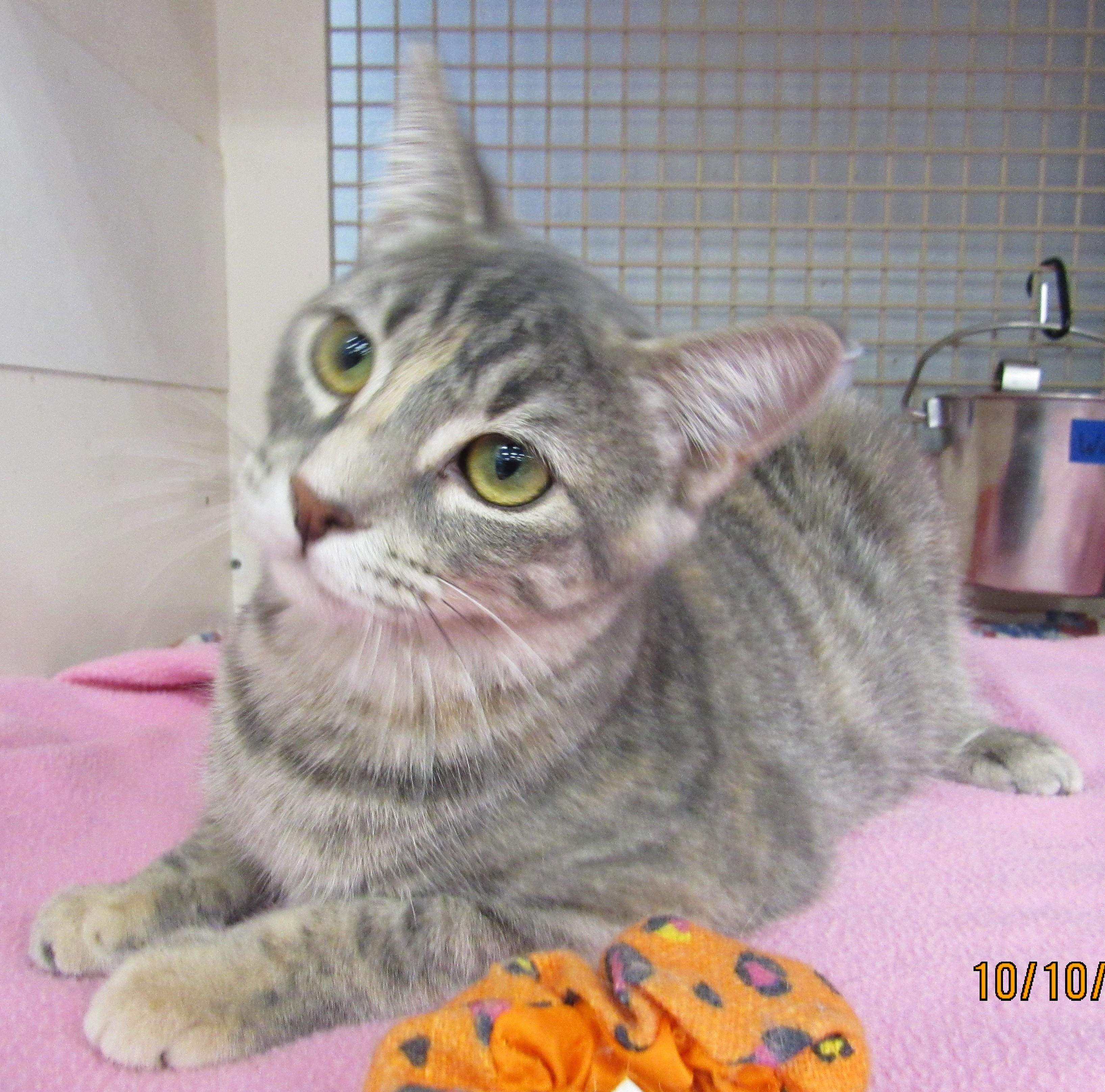 Enlarge Nuka, a Adoptable mixed breed in Conroe, TX image 4/4