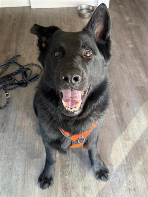 Enlarge OJ, a Adoptable German Shepherd Dog in Woodland, CA image 1/1