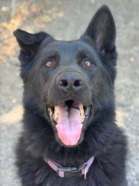 OJ, Adoptable, Adult Male German Shepherd Dog.