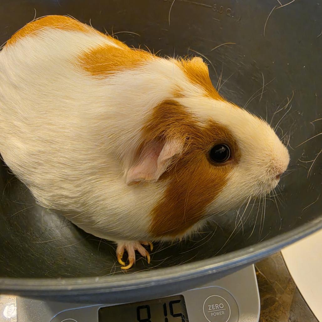 Mama (bonded with Lula), ADOPTABLE, Adult Female Short-Haired.