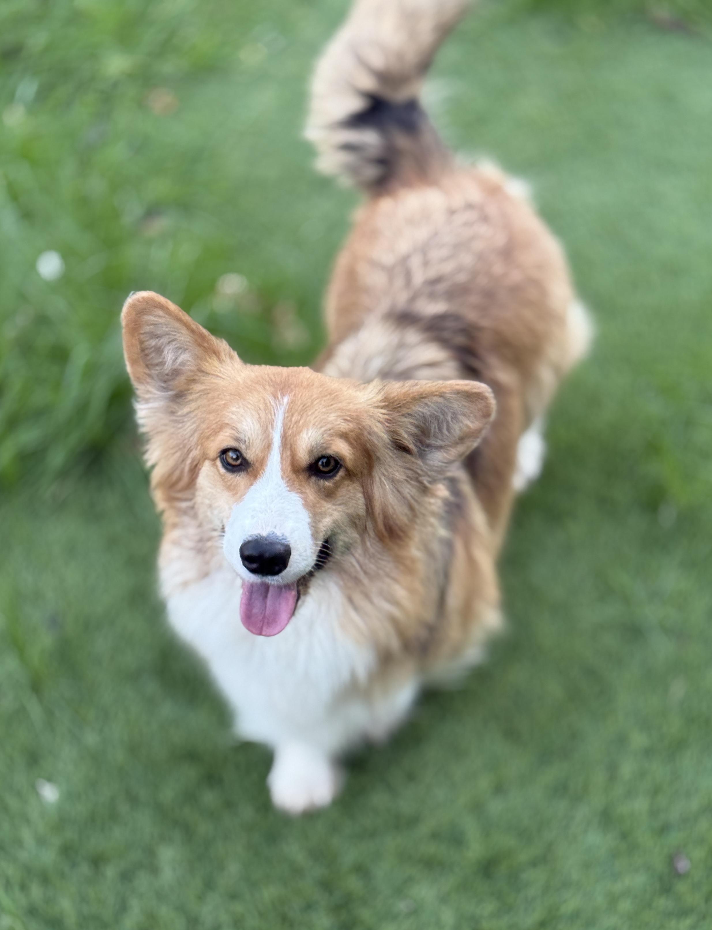 Celine, an adopted Pembroke Welsh Corgi in Rough And Ready, CA image 2/5