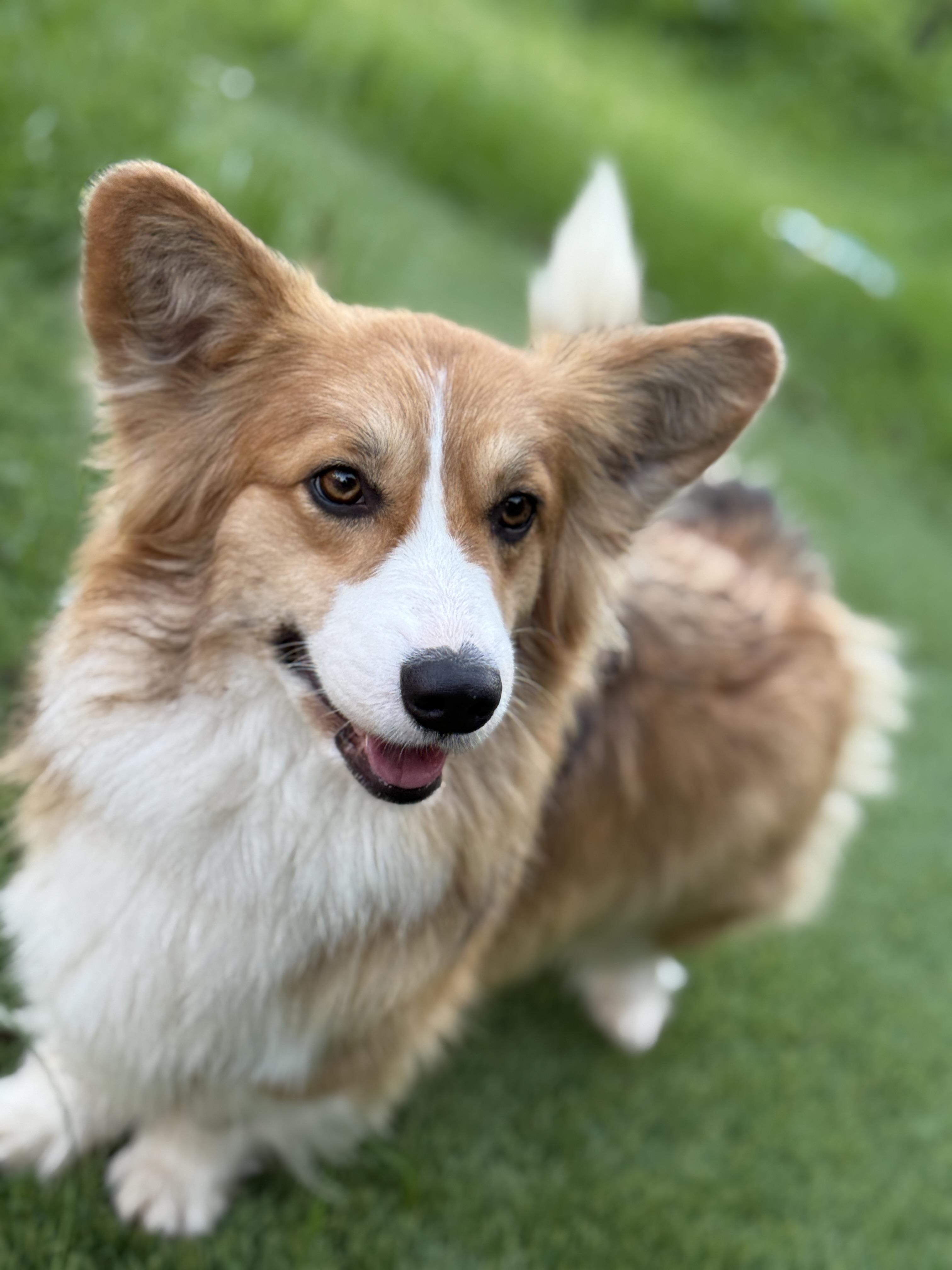 Celine, an adopted Pembroke Welsh Corgi in Rough And Ready, CA image 1/5