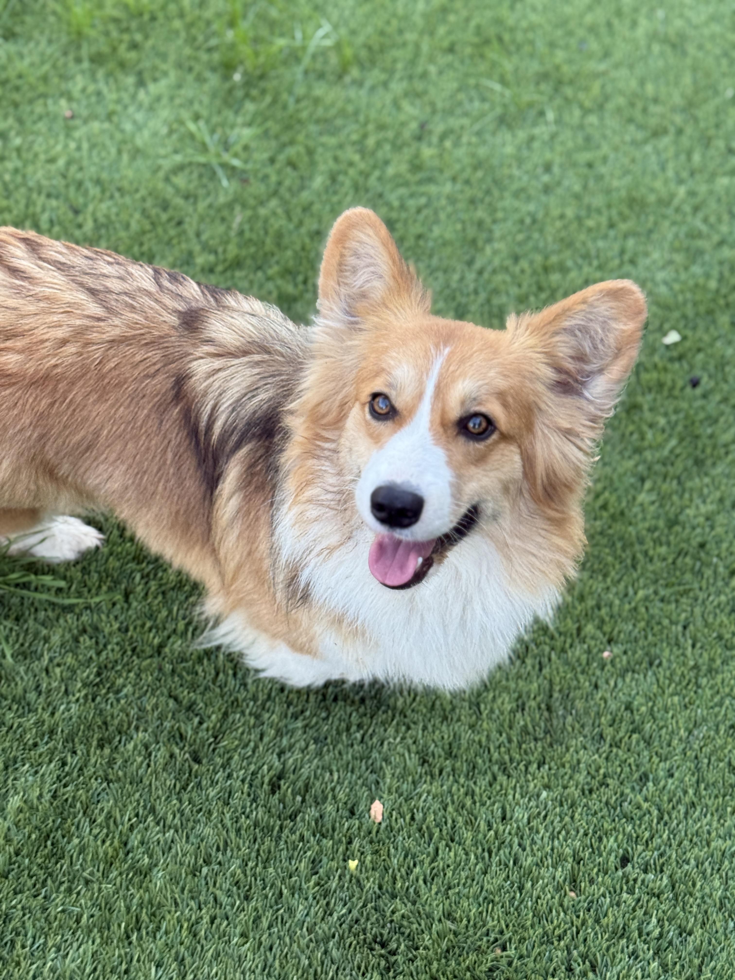 Celine, an adopted Pembroke Welsh Corgi in Rough And Ready, CA image 5/5