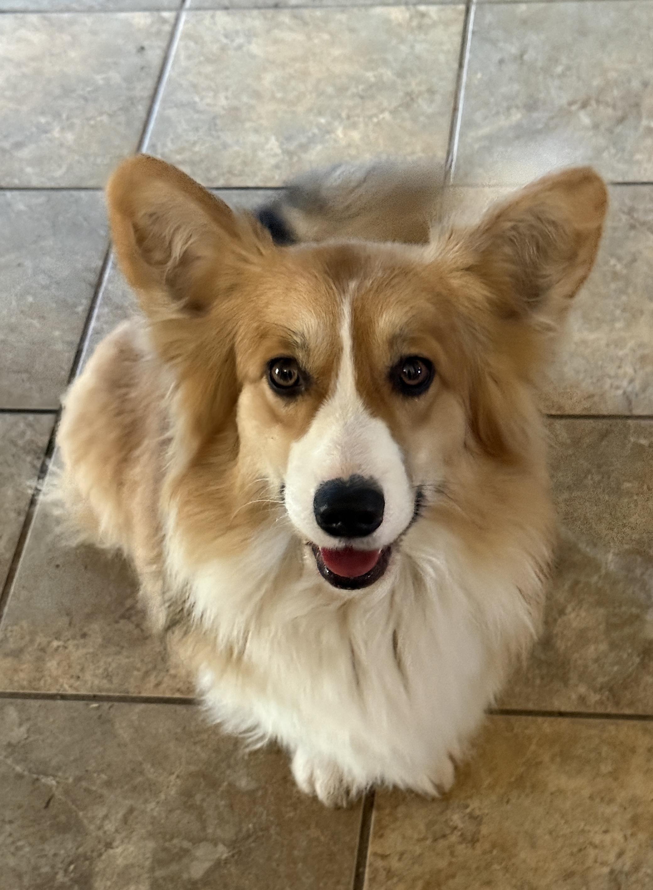 Celine, an adopted Pembroke Welsh Corgi in Rough And Ready, CA image 4/5