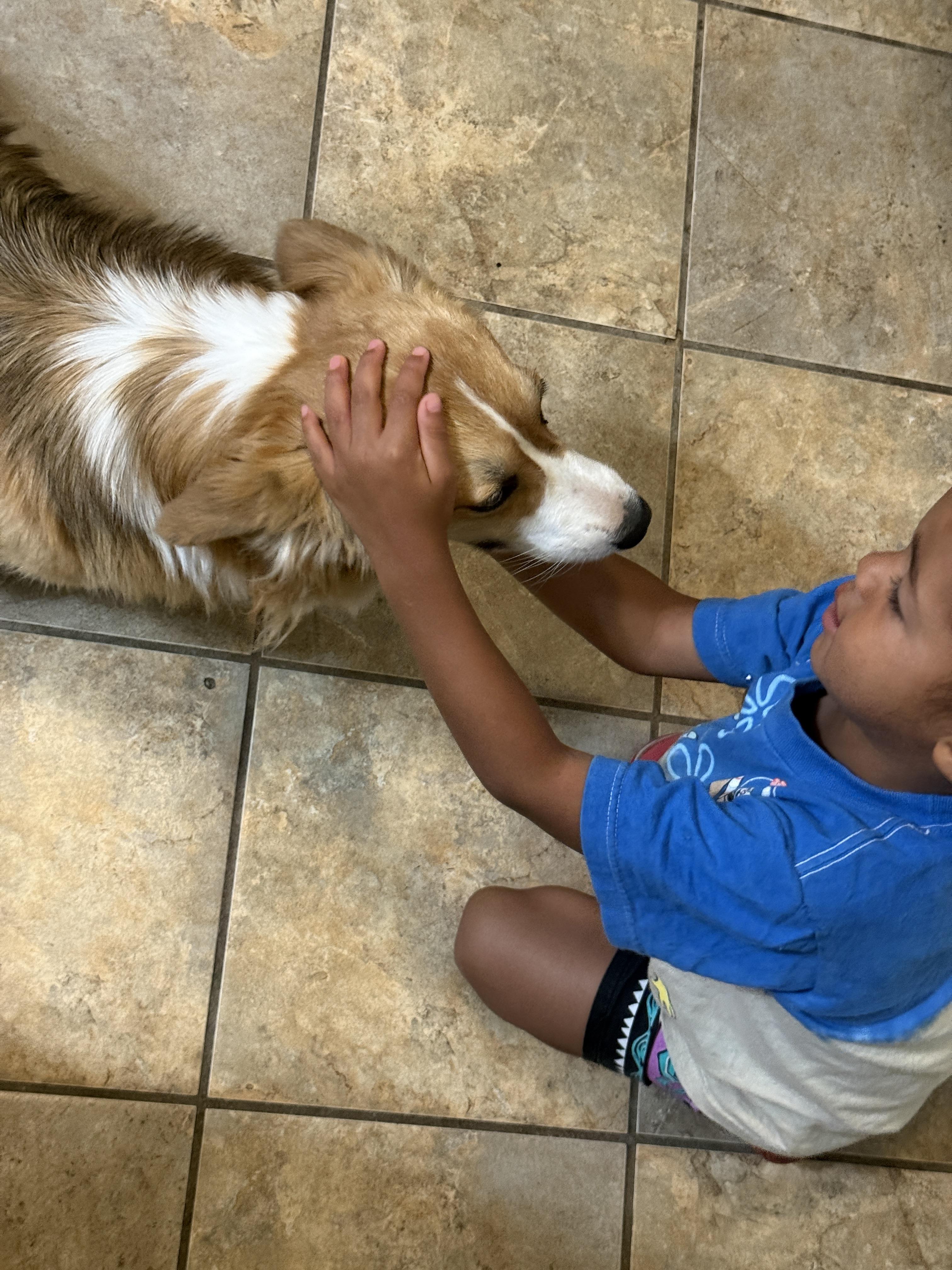 Celine, an adopted Pembroke Welsh Corgi in Rough And Ready, CA image 3/5