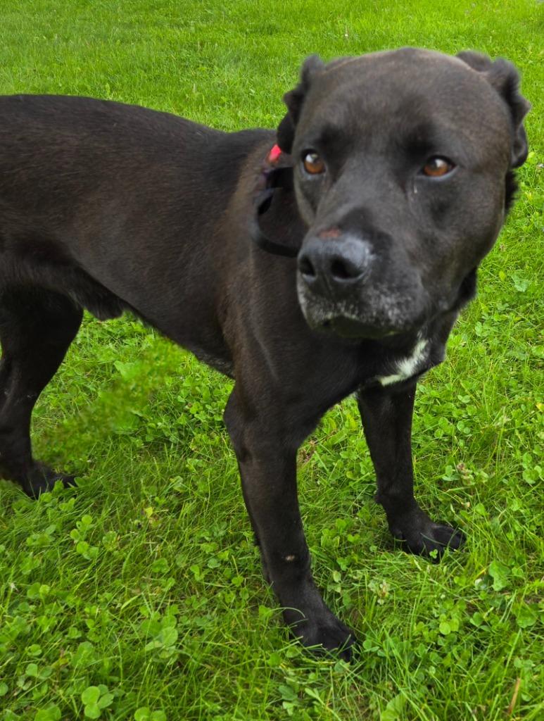 RALPH, a Adoptable mixed breed in Sandusky, OH image 1/6