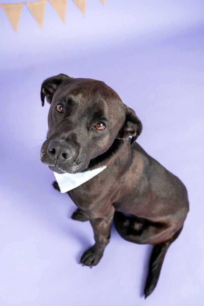 RALPH, a Adoptable mixed breed in Sandusky, OH image 2/6