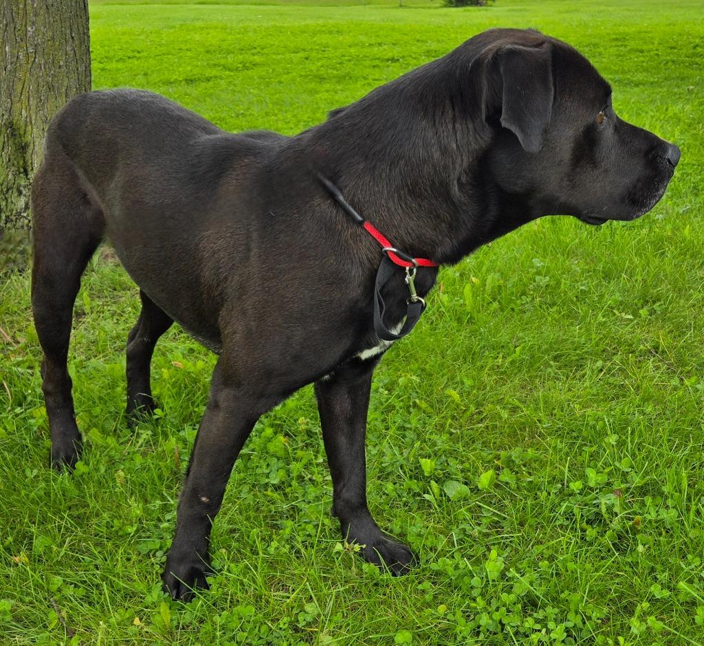 RALPH, a Adoptable mixed breed in Sandusky, OH image 3/6