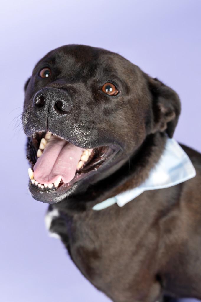 RALPH, a Adoptable mixed breed in Sandusky, OH image 4/6