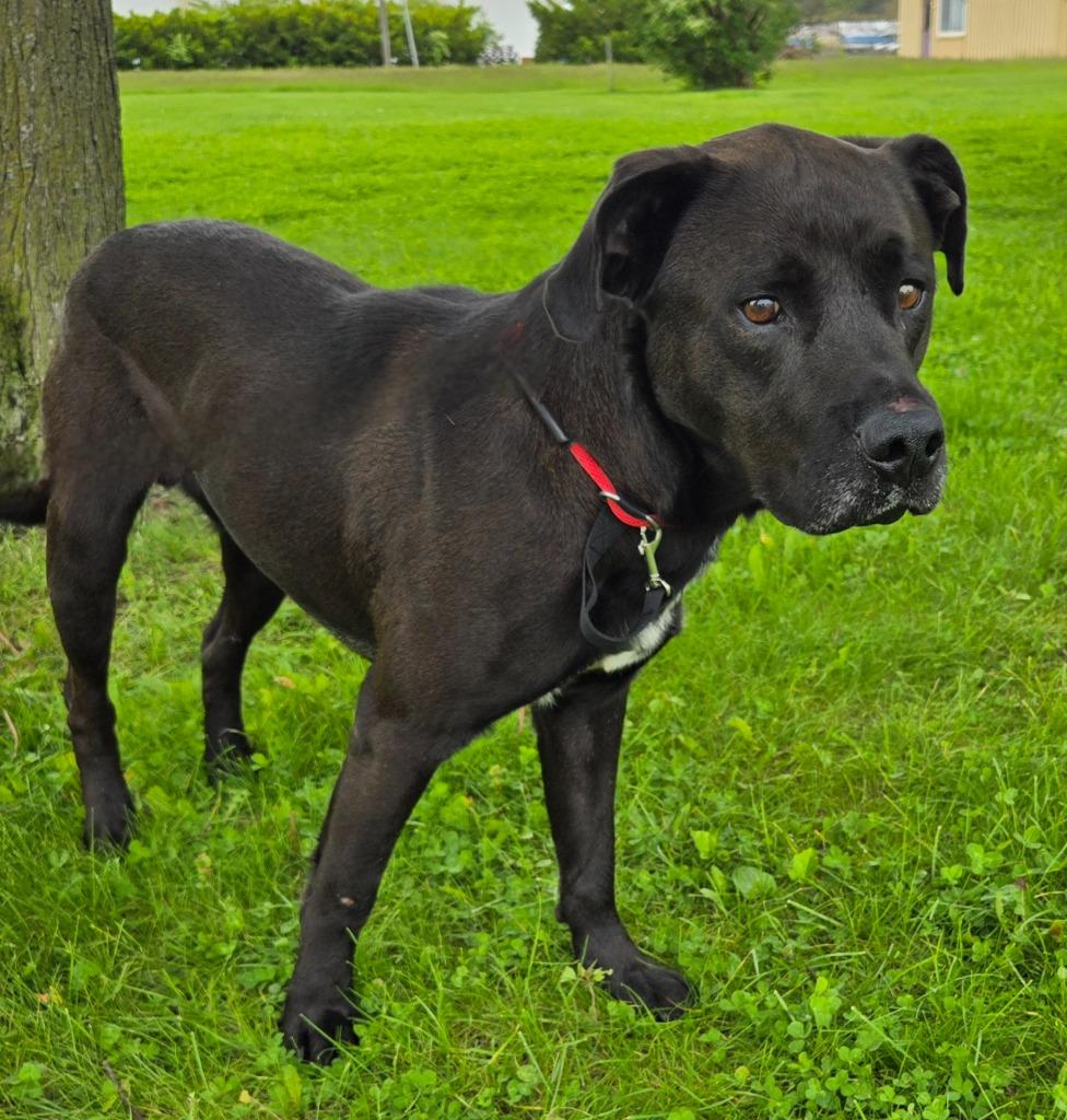 RALPH, a Adoptable mixed breed in Sandusky, OH image 5/6