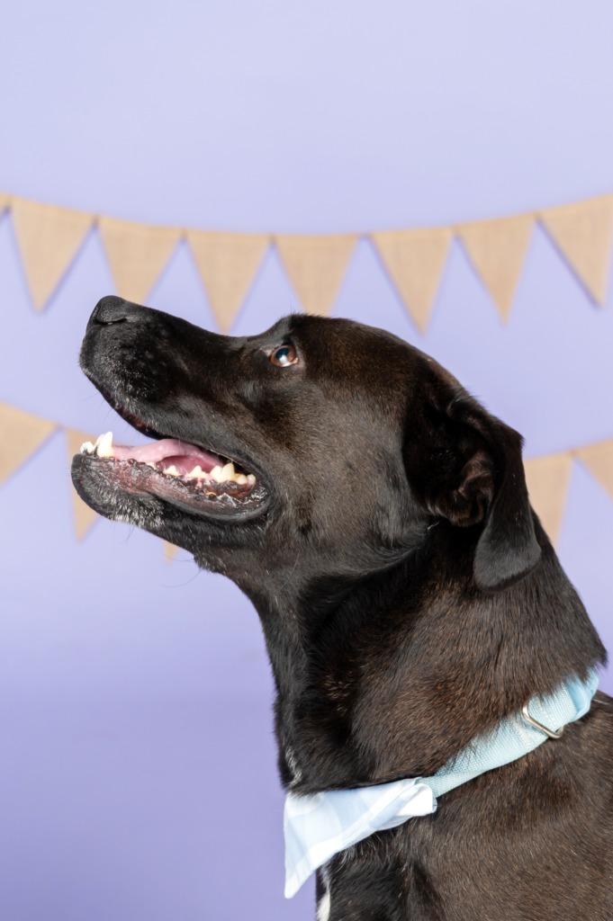 RALPH, a Adoptable mixed breed in Sandusky, OH image 6/6