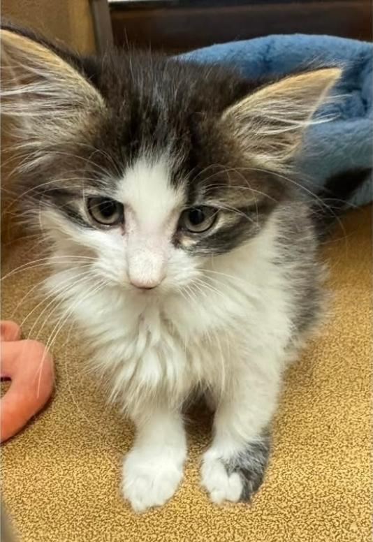 Enlarge Rosita - At Petsmart, an adopted Domestic Long Hair in Kalamazoo, MI image 1/1