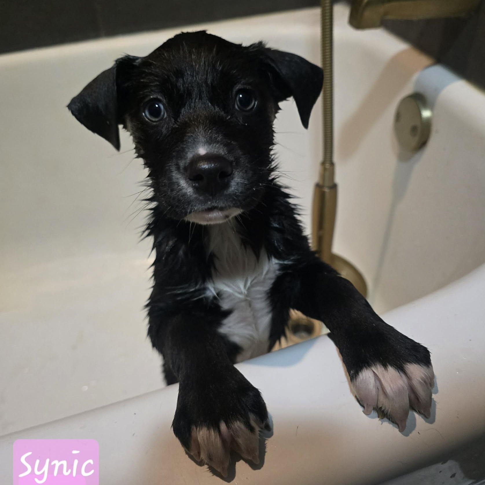 Enlarge Synic, an adopted Mixed Breed in Kenosha, WI image 3/3