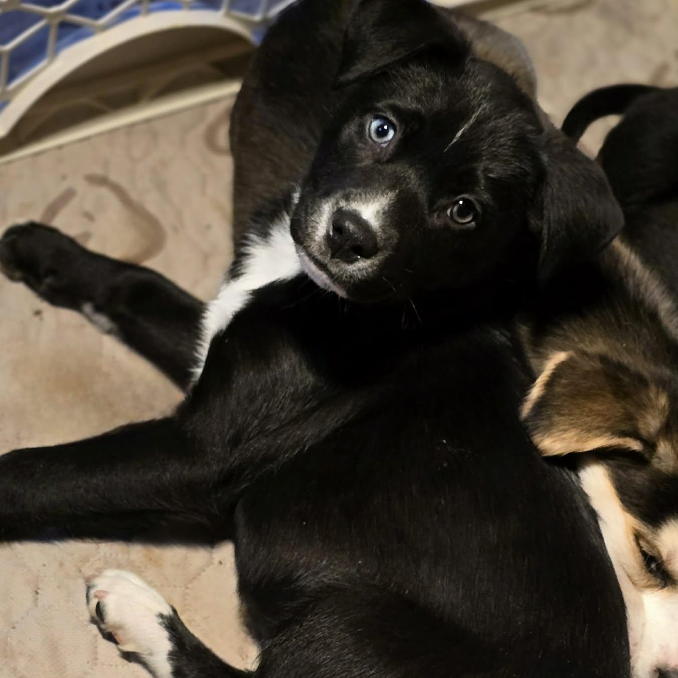 Enlarge Synic, an adopted Mixed Breed in Kenosha, WI image 2/3