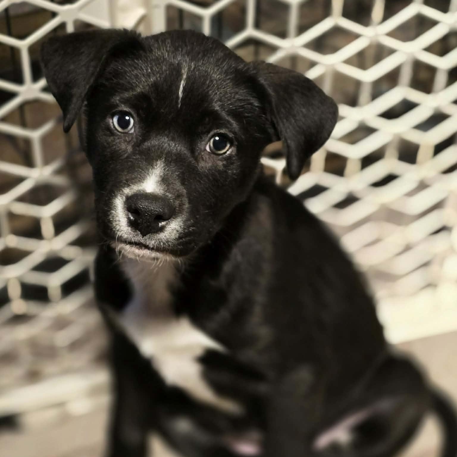 Enlarge Synic, an adopted Mixed Breed in Kenosha, WI image 1/3