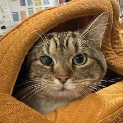 Enlarge Yuliana, a Adoptable Domestic Short Hair in New York, NY image 1/6