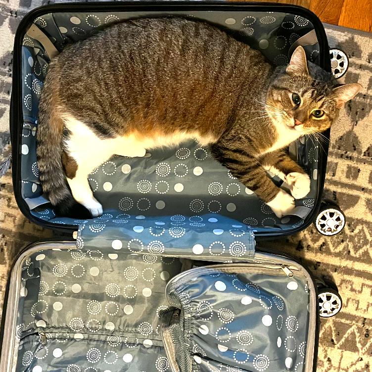 Enlarge Yuliana, a Adoptable Domestic Short Hair in New York, NY image 2/6