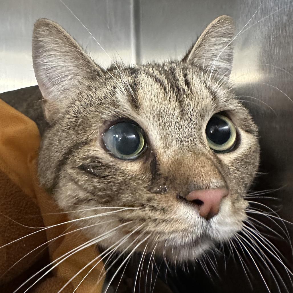 Enlarge Yuliana, a Adoptable Domestic Short Hair in New York, NY image 3/6