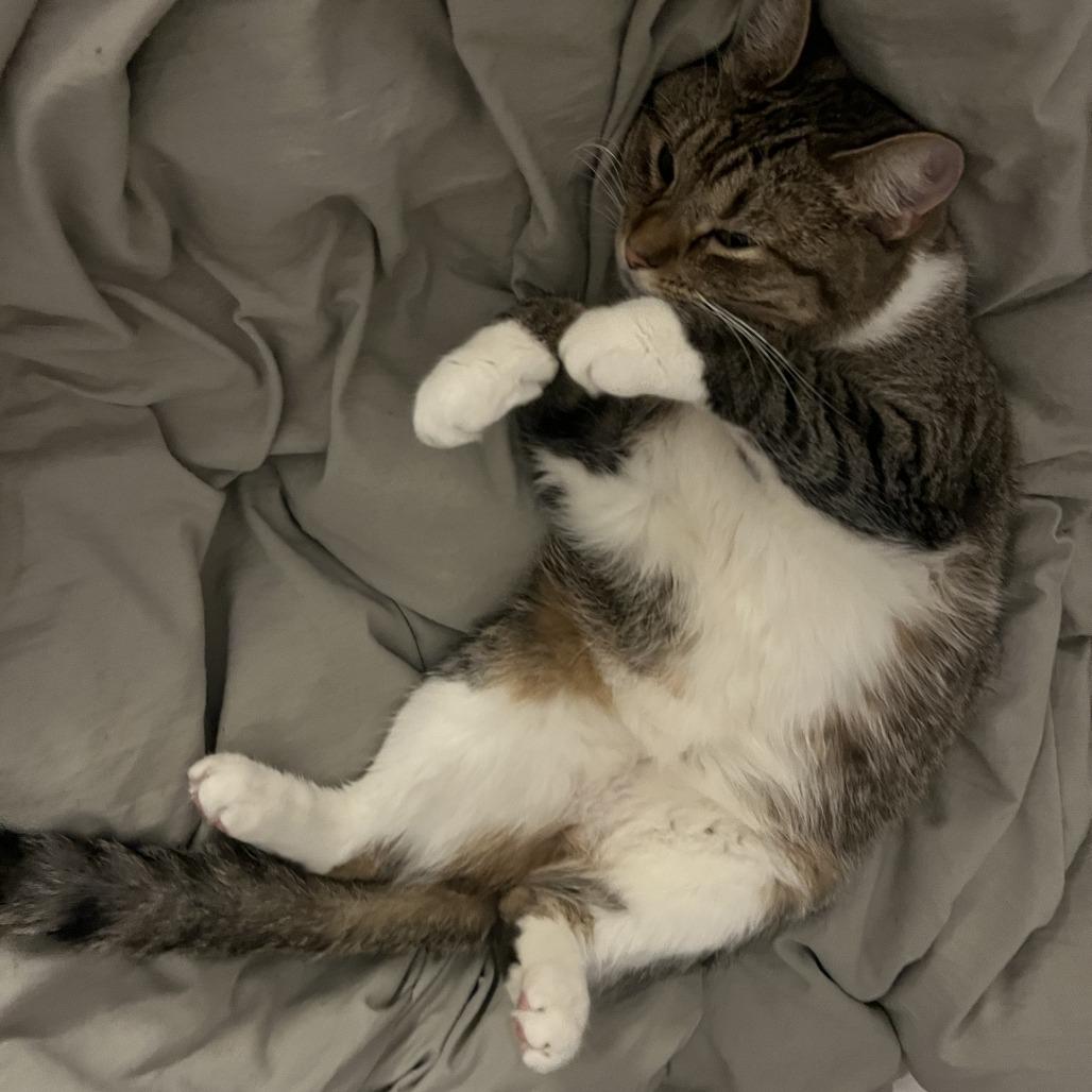 Enlarge Yuliana, a Adoptable Domestic Short Hair in New York, NY image 4/6