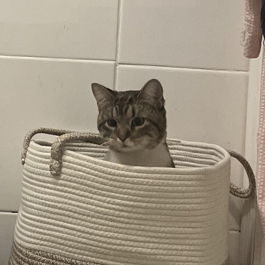 Enlarge Yuliana, a Adoptable Domestic Short Hair in New York, NY image 5/6